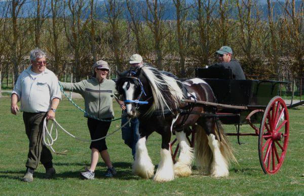 Mr. Beau Jangles gypsy horse for stud