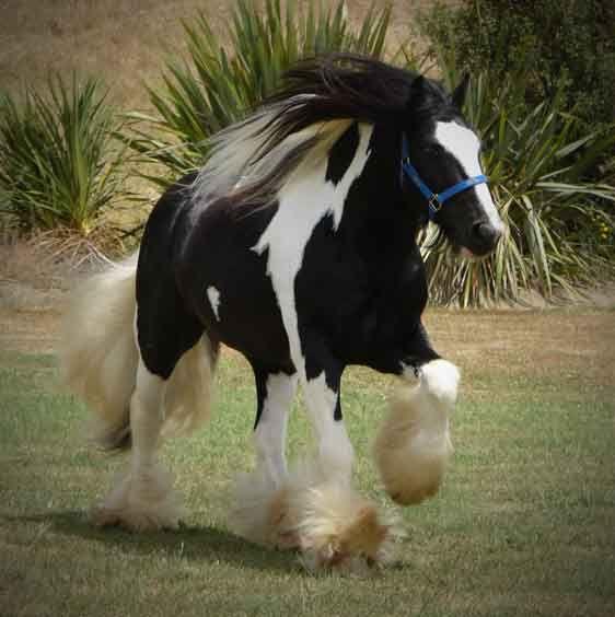 Mr. Beau Jangles gypsy stallion