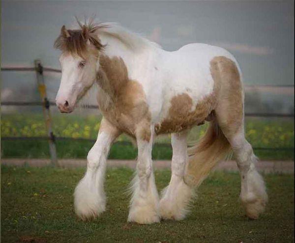 palomino gypsy cob stallion