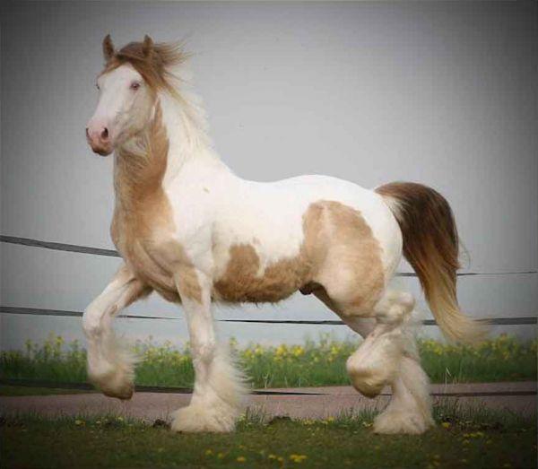 The Butler gypsy vanner colt with tobiano gene