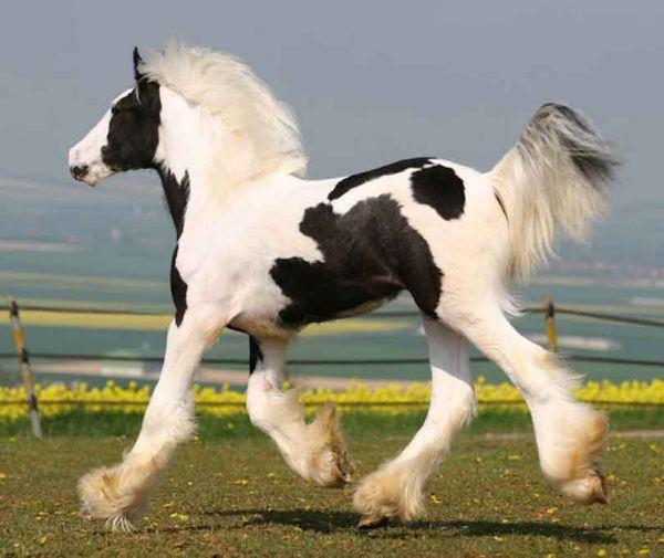 hohozygous gypsy vanner