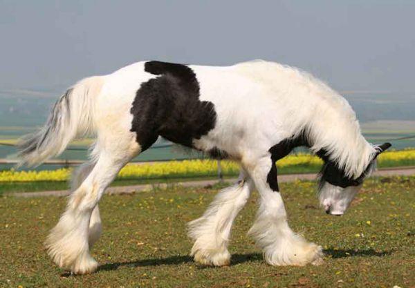 homozygous gypsy cob