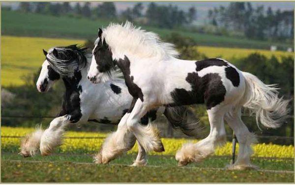 gypsy cart horse