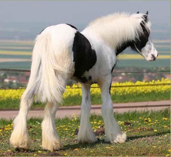 gypsy cob colt