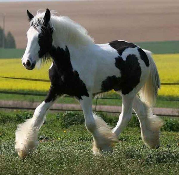 gypsy dressage horse