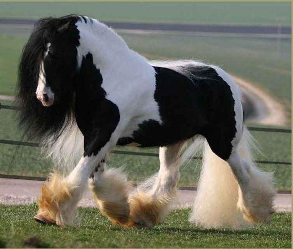 Chance gypsy vanner stallion