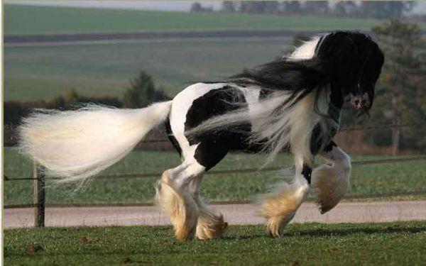 Chance gypsy cob stallion