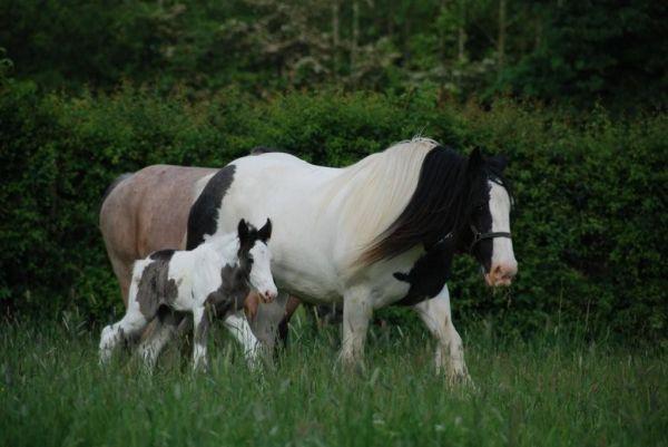  big gypsy vanner mare