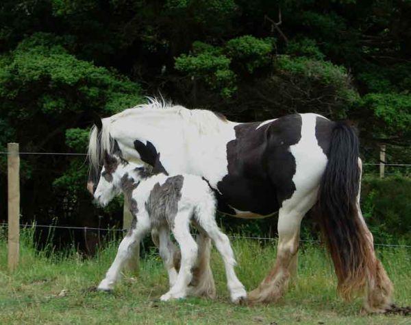 gypsy cob foals for sale
