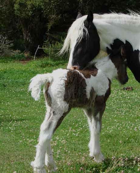 gypsy cob colt for sale