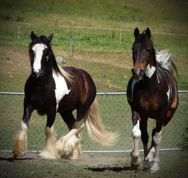 Picasso gypsy vanner
