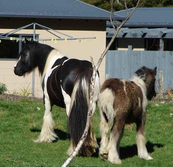 gypsy horse colt