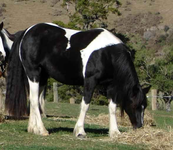 beautiful gypsy cross horse