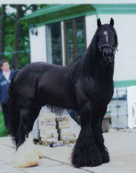 Tonka gypsy cob stallion