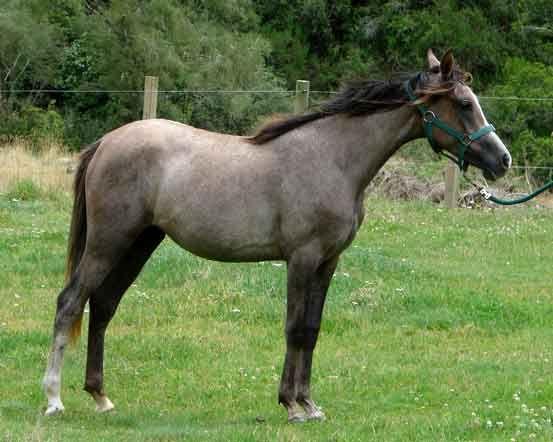 gypsy vanner in foal