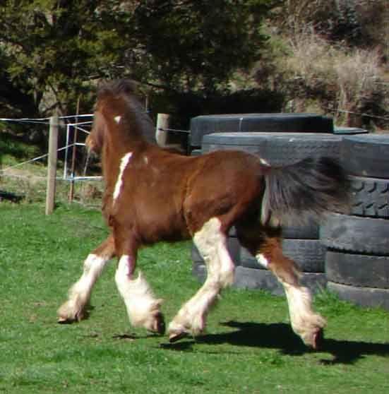 gypsy vanner partbred horse