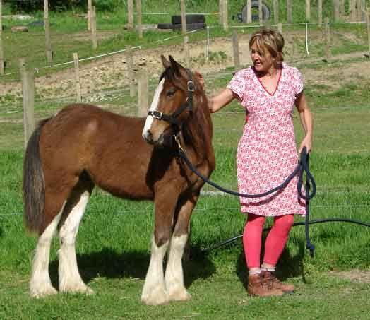 partbred gypsy horse