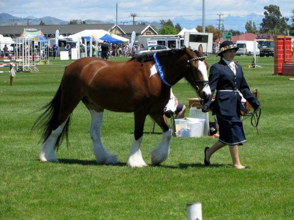 gypsy sport horse