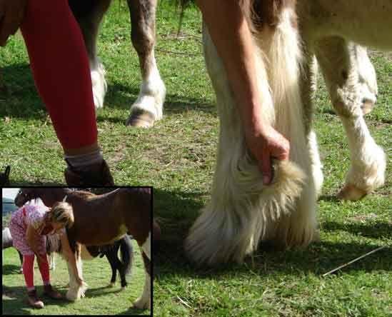 gypsy sport pony