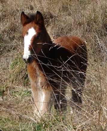 gypsy partbred filly foal for sale
