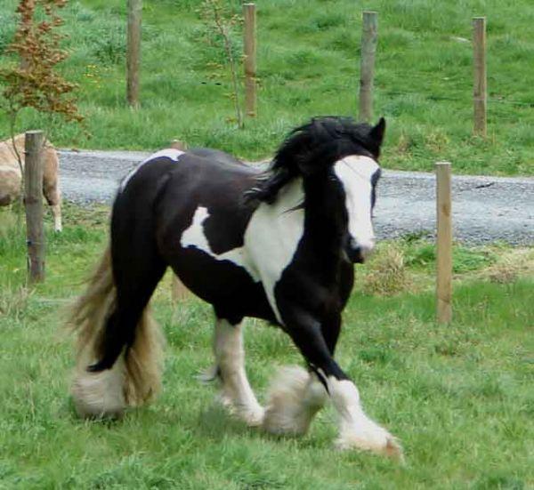 picasso pendragon gypsy stallion