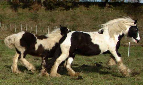 heavy gypsy vanner horse