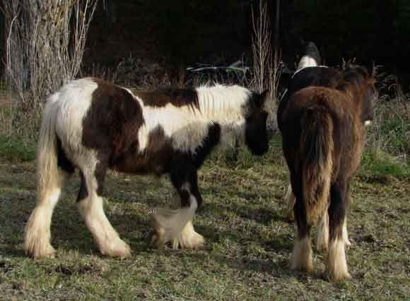 gypsy vanner foals