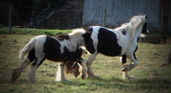 gypsy horses stallion