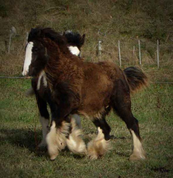 gypsy vanner for sale