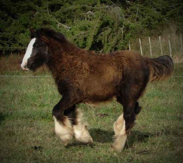 gypsy cart horse mare