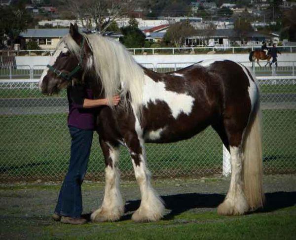 gypsy vanner mare