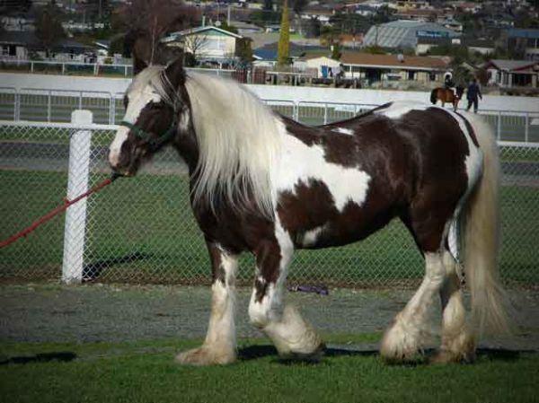 gypsy cob mare