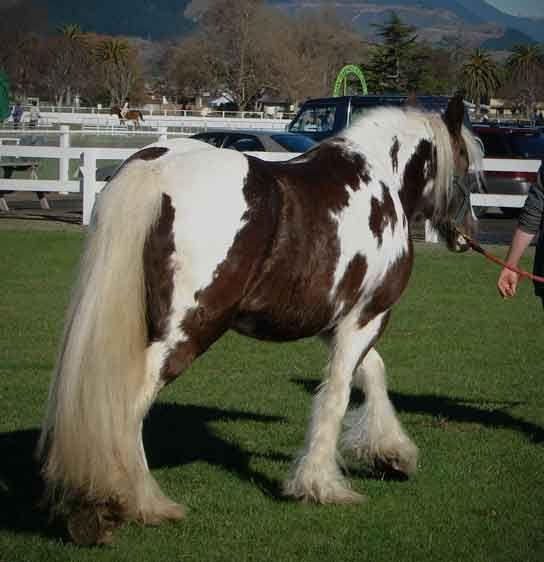 silver dapple horse