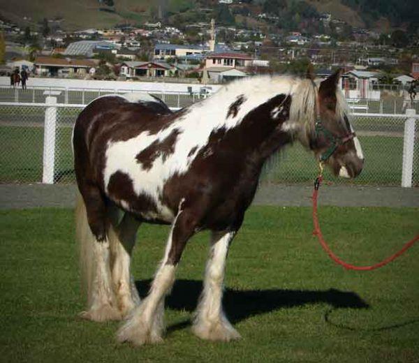 silver dapple gypsy cob