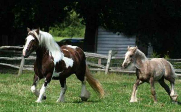 gypsy cob mare