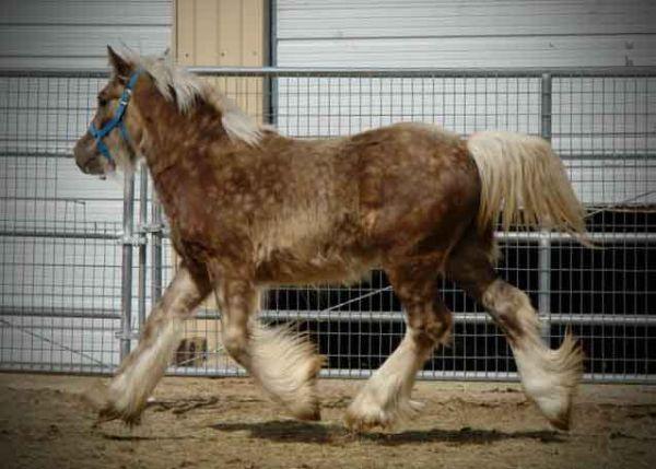 silver dapple gypsy colt