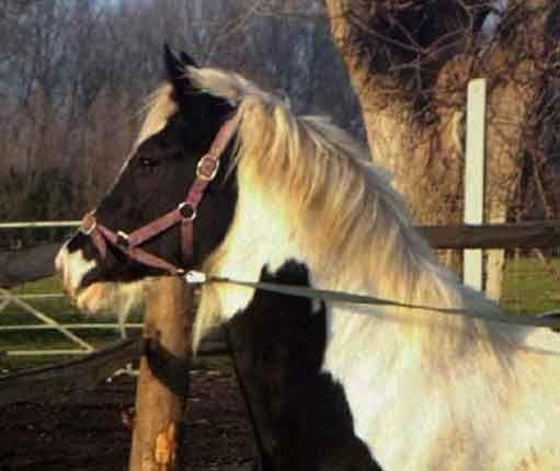 gypsy horse mare