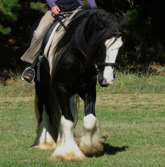 gypsy cob stallion 