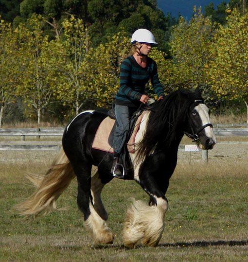 gypsy horse stallion