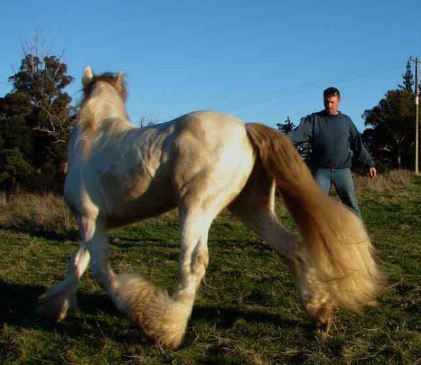 perlino gypsy cob stallion