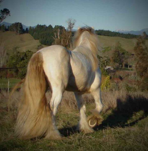 creme and pearl gene gypsy vanner
