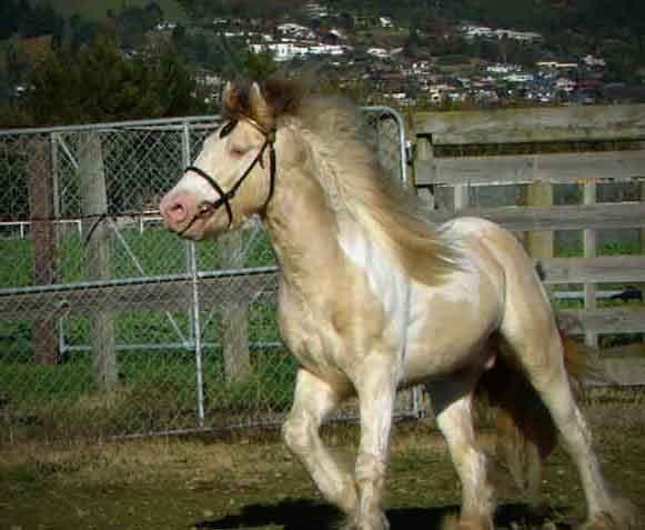 gypsy stallion buckskin