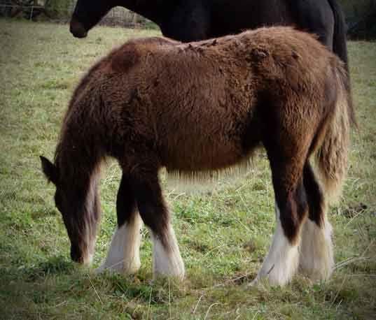 top quality gypsy vanner filly