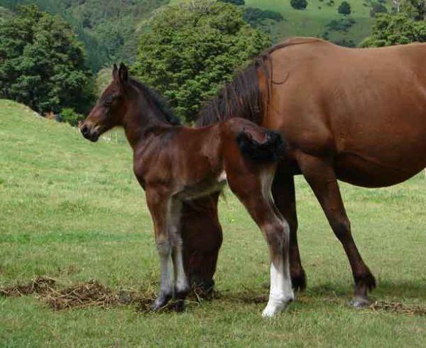 gypsy cob filly