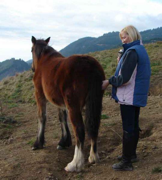 gypsy cob filly