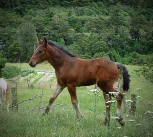 gypsy vanner fillly