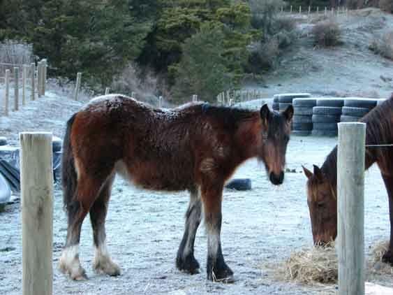 gypsy vanner traditional cob