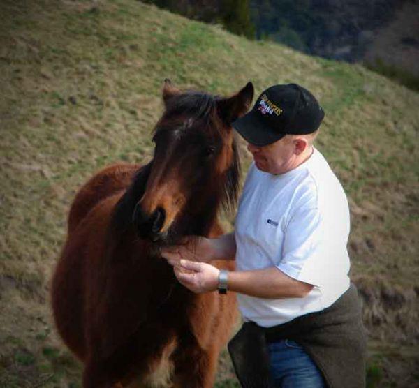 gypsy horse