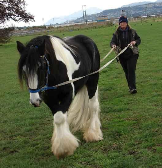 gypsy cob stallion for sale