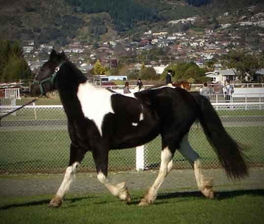 sport horse cross mare